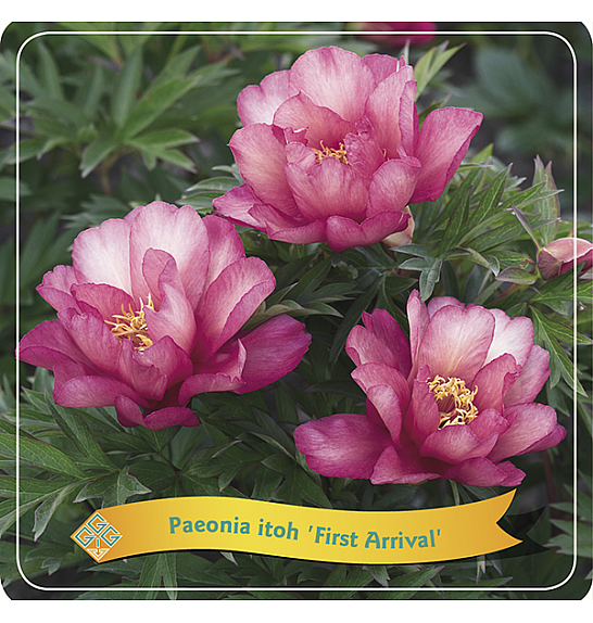 Paeonia itoh First Arrival C5 Lit.