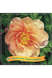 Paeonia itoh Canary Brilliants C5 Lit.