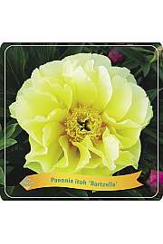 Paeonia itoh Bartzella C5 Lit.
