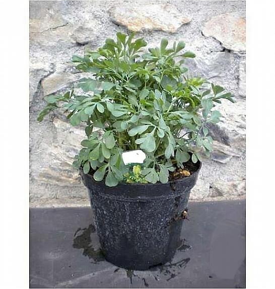 Ruta graveolens Ø14