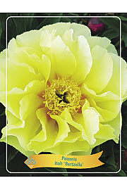 Paeonia Itoh Bartzella Ø11