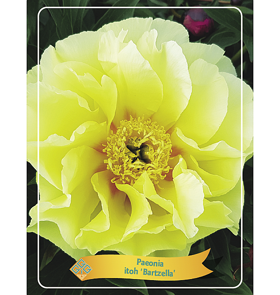 Paeonia Itoh Bartzella Ø11