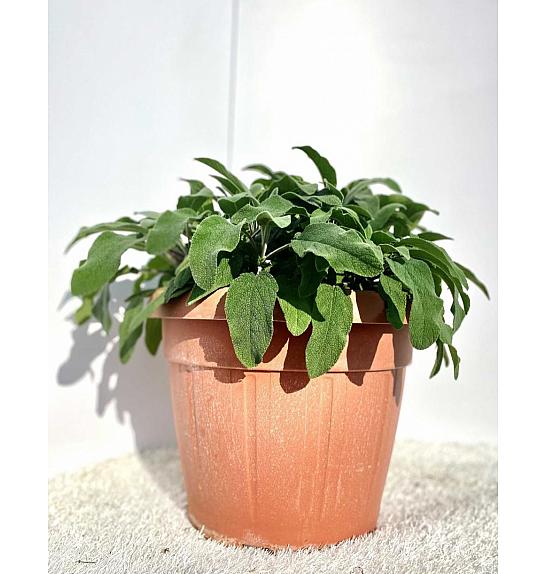 Salvia officinalis Ø35