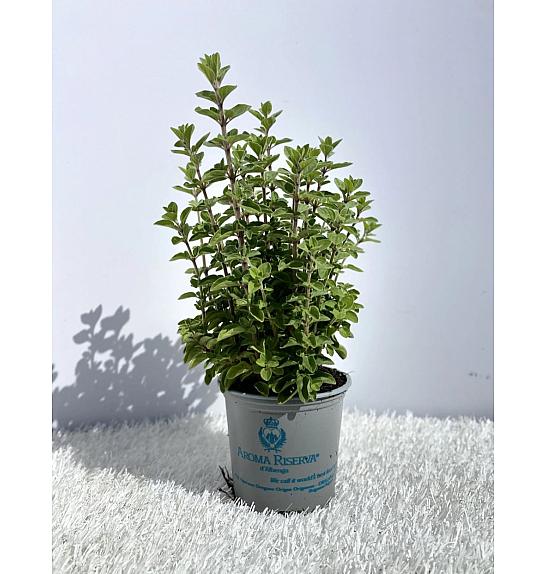 Origanum vulgare Ø9