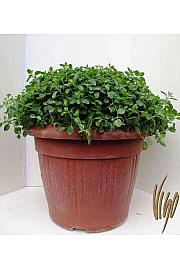 Origanum vulgare Ø35