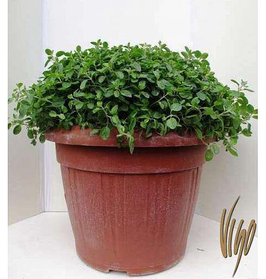 Origanum vulgare Ø35