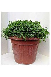 Origanum vulgare Ø35