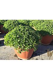 Origanum vulgare Ø25