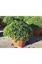 Origanum vulgare Ø25