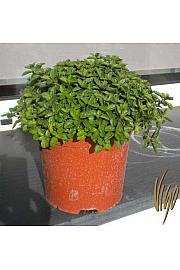 Origanum vulgare Ø19