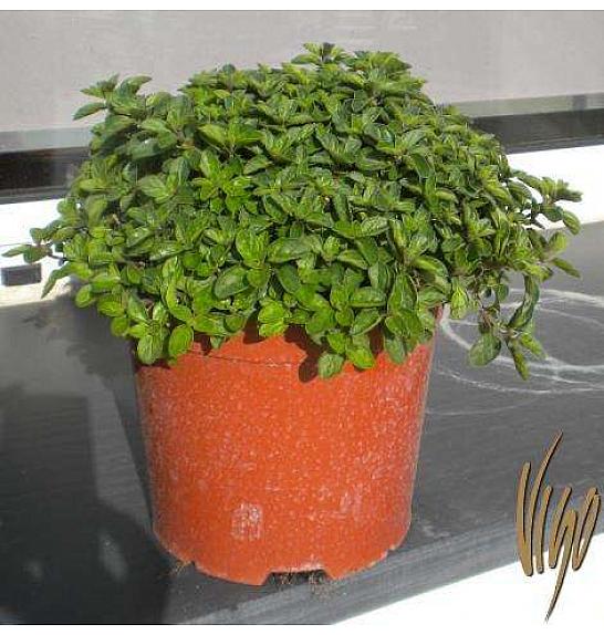 Origanum vulgare Ø19