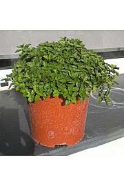 Origanum vulgare Ø19