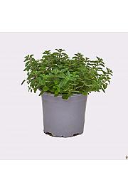 Origanum vulgare Ø14