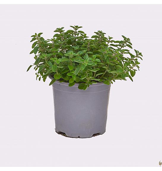 Origanum vulgare Ø14