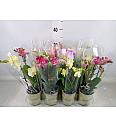 Phalaenopsis Mini Ø9 Mix; 2 stabljike