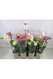 Phalaenopsis Mini Ø9 Mix; 2 stabljike