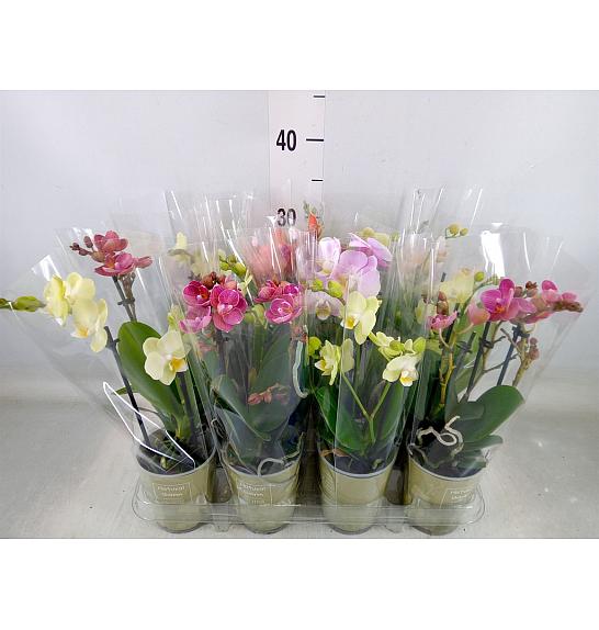Phalaenopsis Mini Ø9 Mix; 2 stabljike