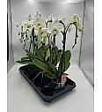 Phalaenopsis Ø12 T-oblik; 2 stabljike