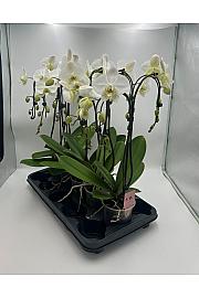 Phalaenopsis Ø12 T-oblik; 2 stabljike