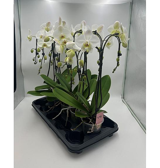 Phalaenopsis Ø12 T-oblik; 2 stabljike