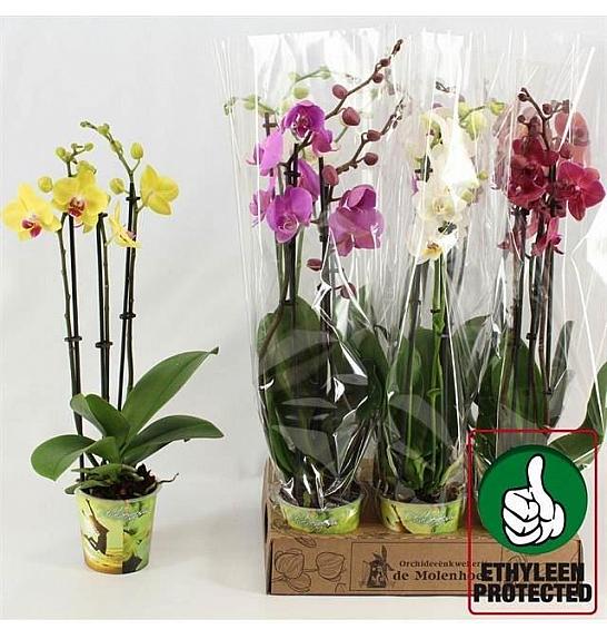 Phalaenopsis Classic Ø12 Mix; 3 Stebla