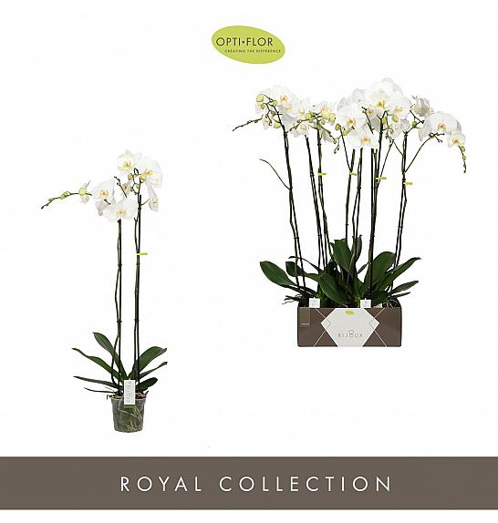 Phalaenopsis Ø15 Bijela; 2 stabljike; 100 cm