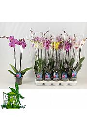 Phalaenopsis Classic Ø12 Mix; 2 stabljike