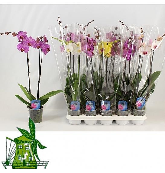 Phalaenopsis Classic Ø12 Mix; 2 stabljike