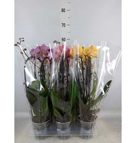 Phalaenopsis Ø12 Cascade Mix; 2 stabljike