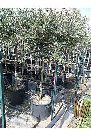 Olea europea Ø35 175-200 cm Na Steblu 120 cm