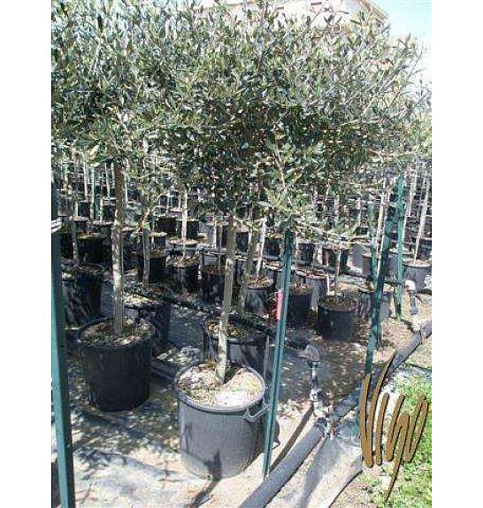 Olea europea Ø35 175-200 cm Na Steblu 120 cm
