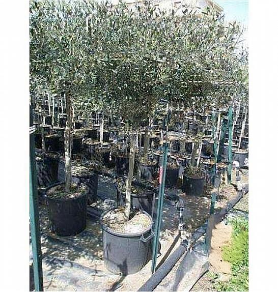 Olea europea Ø35 175-200 cm Na Steblu 120 cm