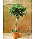 Olea europea Ø26 150-175 cm Na Steblu 100 cm