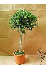 Olea europea Ø26 150-175 cm Na Steblu 100 cm