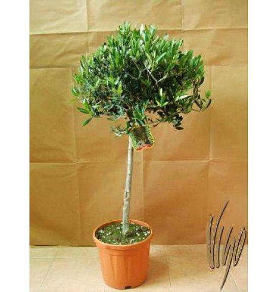 Olea europea Ø26 150-175 cm Na Steblu 100 cm
