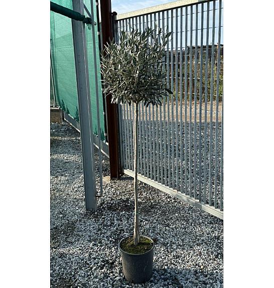 Olea europea Ø24 140-160 cm Na steblu 100 cm
