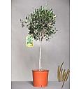 Olea europea Ø22 100-110 cm Na Steblu 60 cm