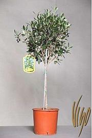 Olea europea Ø22 100-110 cm Na Steblu 60 cm