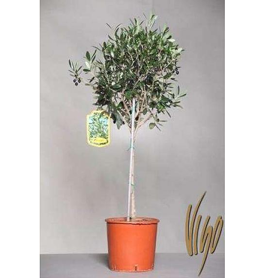 Olea europea Ø22 100-110 cm Na Steblu 60 cm