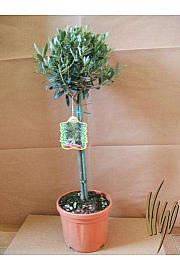 Olea europea Ø18 Na stabljici 40 cm
