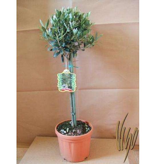 Olea europea Ø18 Na Steblu 40 cm