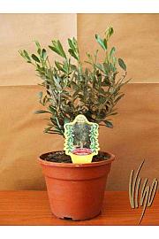 Olea europea Ø14