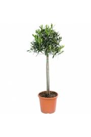 Olea europea C4 lit. 60-80 cm Na Steblu 60 cm