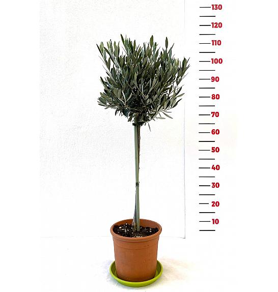 Olea europea Ø20 60-80 cm Na steblu 40 cm