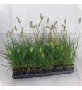 Okrasne trave Pennisetum alop. Little Bunny Ø9