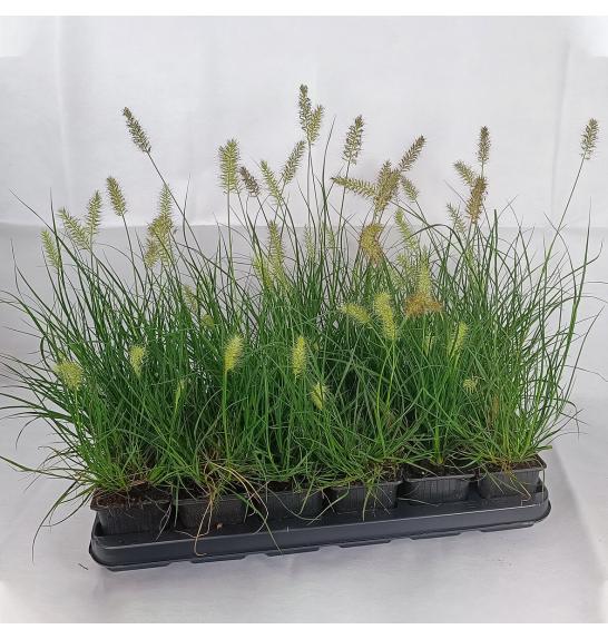 Okrasne trave Pennisetum alop. Little Bunny Ø9