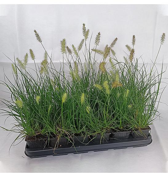 Pennisetum alop. Mali zeko Ø 9