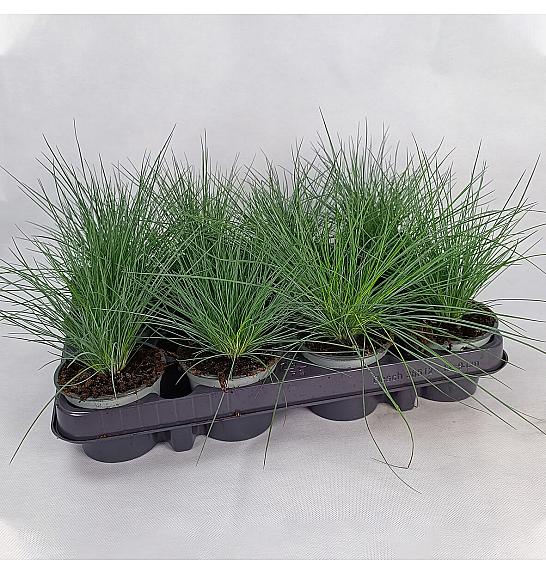 Festuca lauca Ø 9