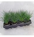 Okrasne trave Festuca glauca Ø9