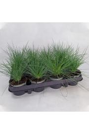 Okrasne trave Festuca glauca Ø9